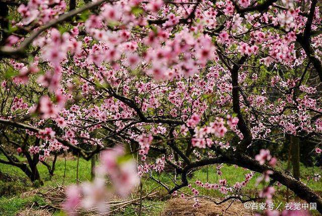 春回大地桃花开花红叶绿美如画是指什么生肖的全面释义、解释与落实、精准解答解释落实