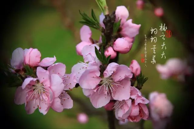 春回大地桃花开花红叶绿美如画是指什么生肖请全面2释义、解释与落实、科学解答解释落实