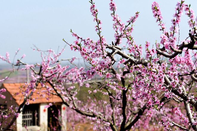 春回大地桃花开花红叶绿美如画是指什么生肖请全面2释义、解释与落实、科学解答解释落实
