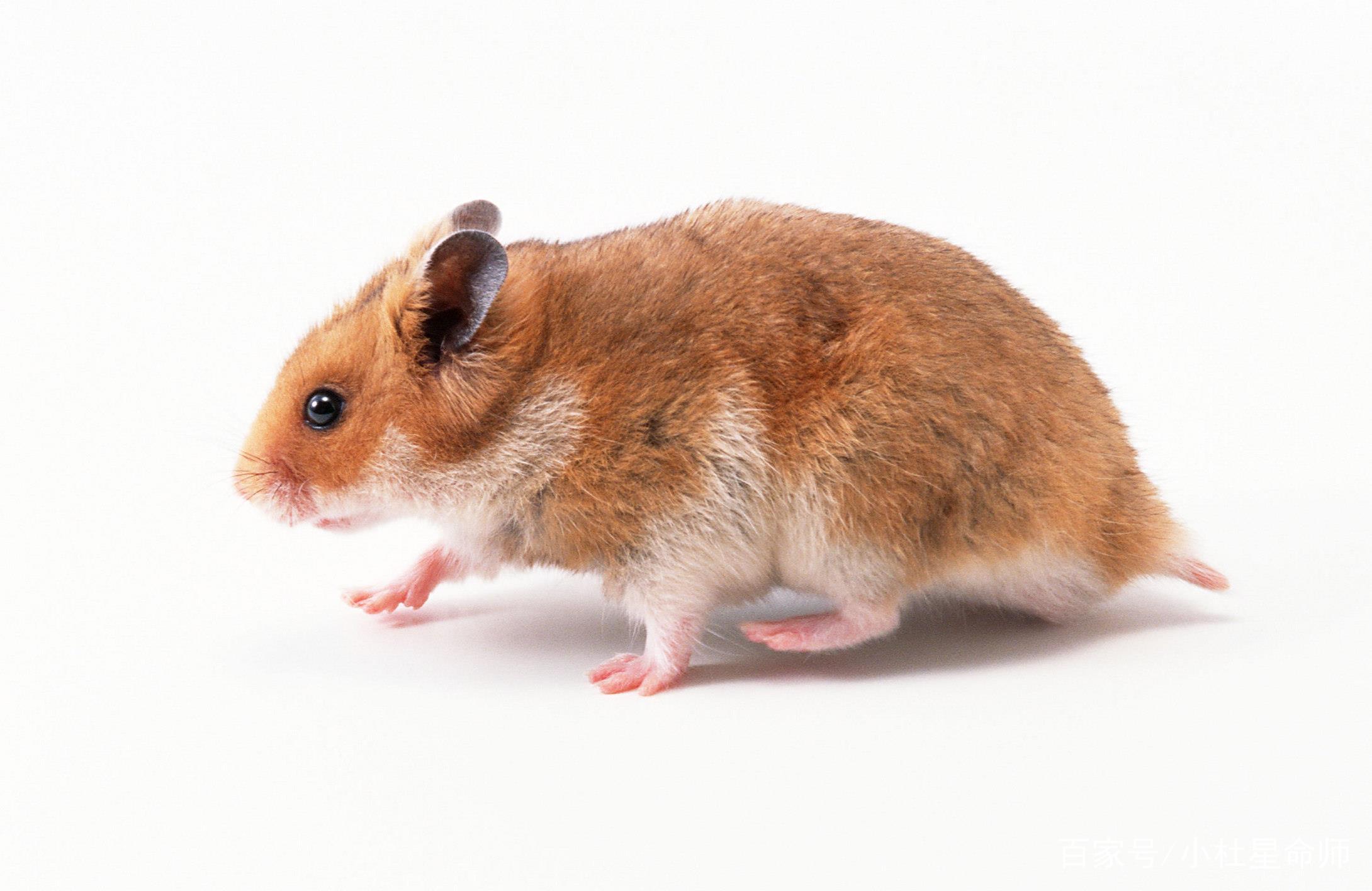 鼠钻牛角打一生肖、警惕虚假宣传-全面释义、实时解答解释落实